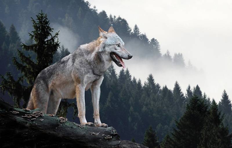 A história do lobo alfa de Yellowstone, matriarca da floresta