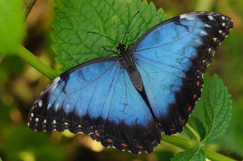 Légende de papillon bleu
