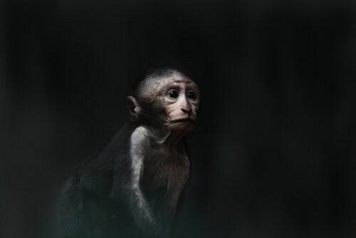 Toivottomuuden kaivo on vaikuttava koe apinoilla